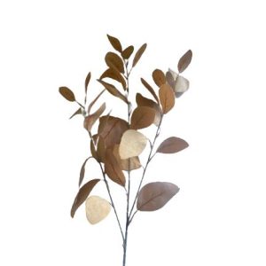 Eucalyptus tak kleur perzik