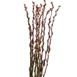 Droogbloemen katjestak roze