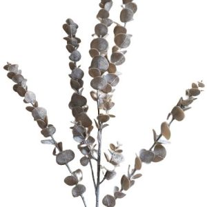 Eucalyptus helles braun