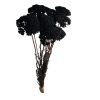Droogbloemen achilla parker zwart