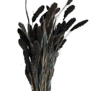 Droogbloemen setaria zwart