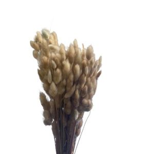 Droogbloemen Lagurus Ovatus