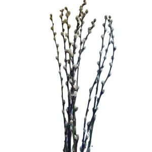 Droogbloemen katjestak wit