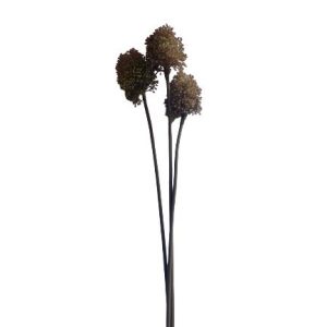 Droogbloemen Allium Bullet