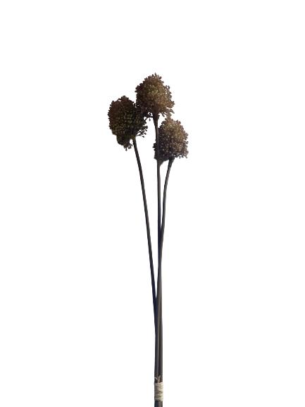 Droogbloemen Allium Bullet - Indo Luxury - Home & Living